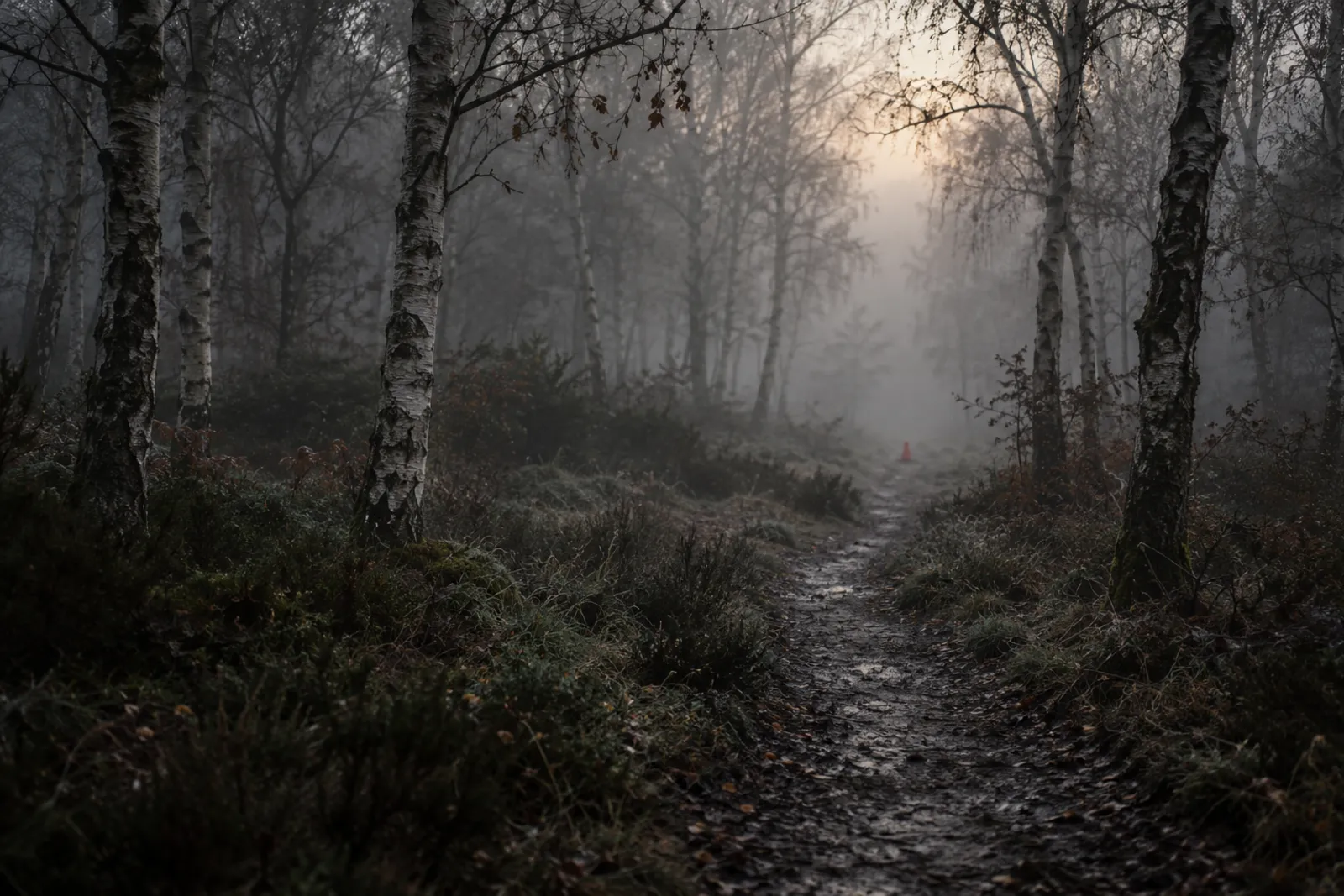 An empty wooded common at first light, a footpath disappearing into fog between birch trees.